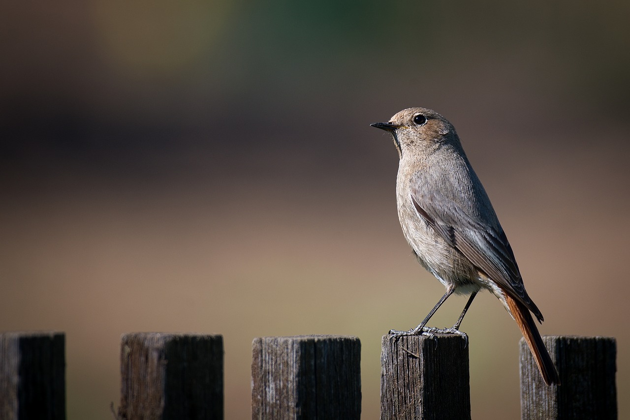 Effective Ways to Secure Your Backyard